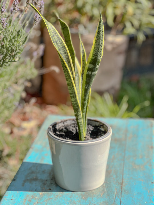 Sansevieria ( lengua de suegra )