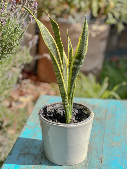 Sansevieria ( lengua de suegra )