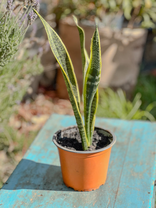 Sansevieria ( lengua de suegra )