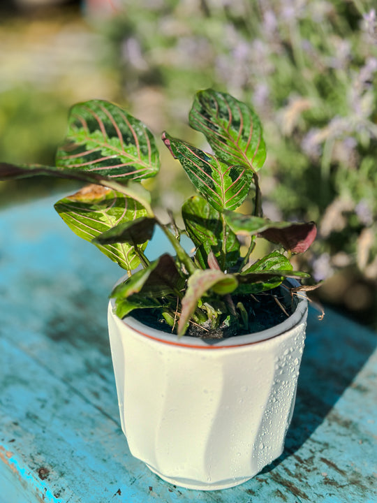 Maranta Leuconeura