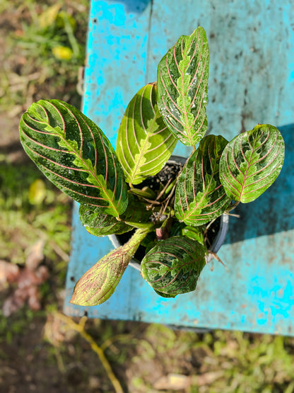 Maranta Leuconeura