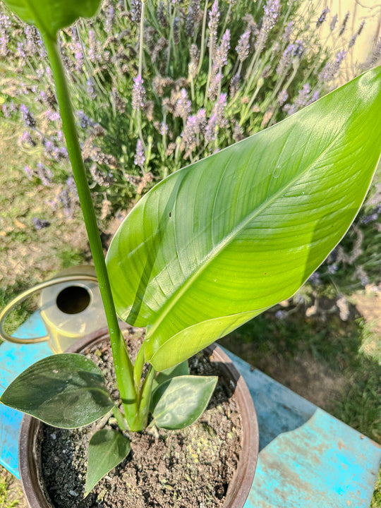 Strelitzia Nicolai ( 50cm)