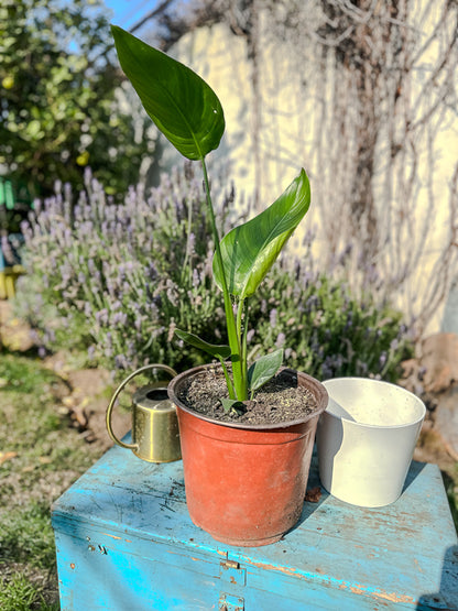 Strelitzia Nicolai ( 50cm)