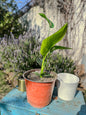 Strelitzia Nicolai ( 50cm)