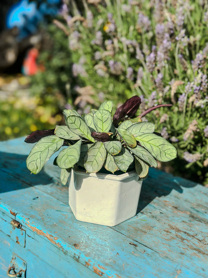 Calathea Amagris