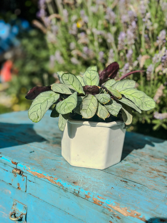 Calathea Amagris