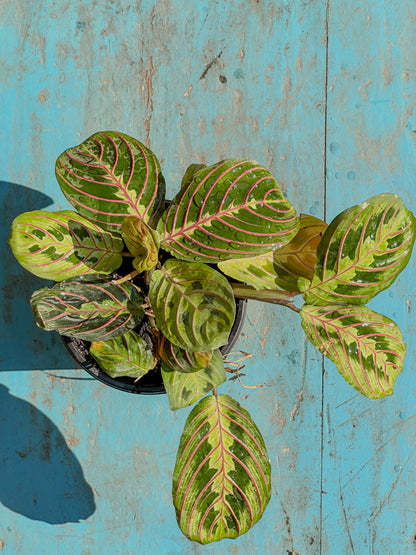 Maranta Leuconeura