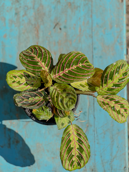 Maranta Leuconeura