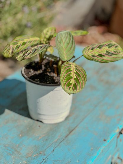 Maranta Leuconeura