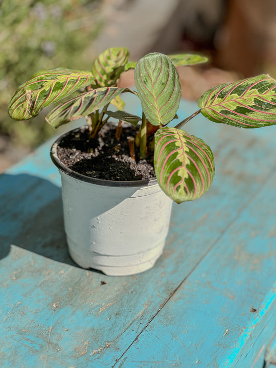 Maranta Leuconeura