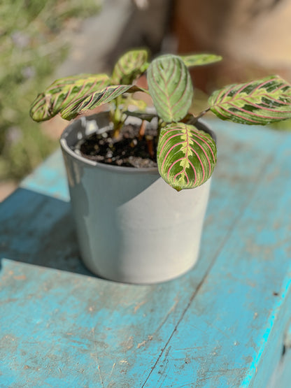 Maranta Leuconeura