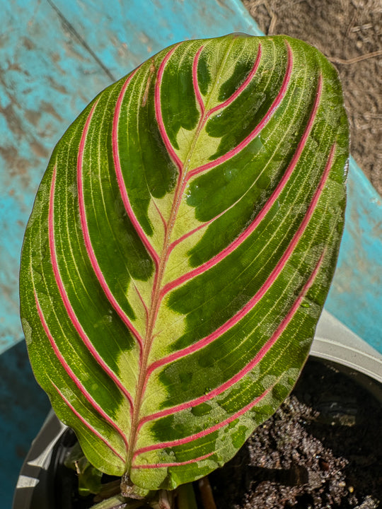 Maranta Leuconeura