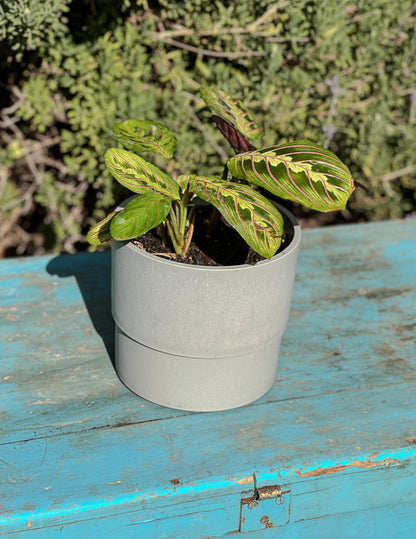 Maranta Leuconeura