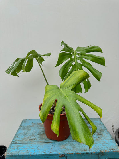 Monstera deliciosa