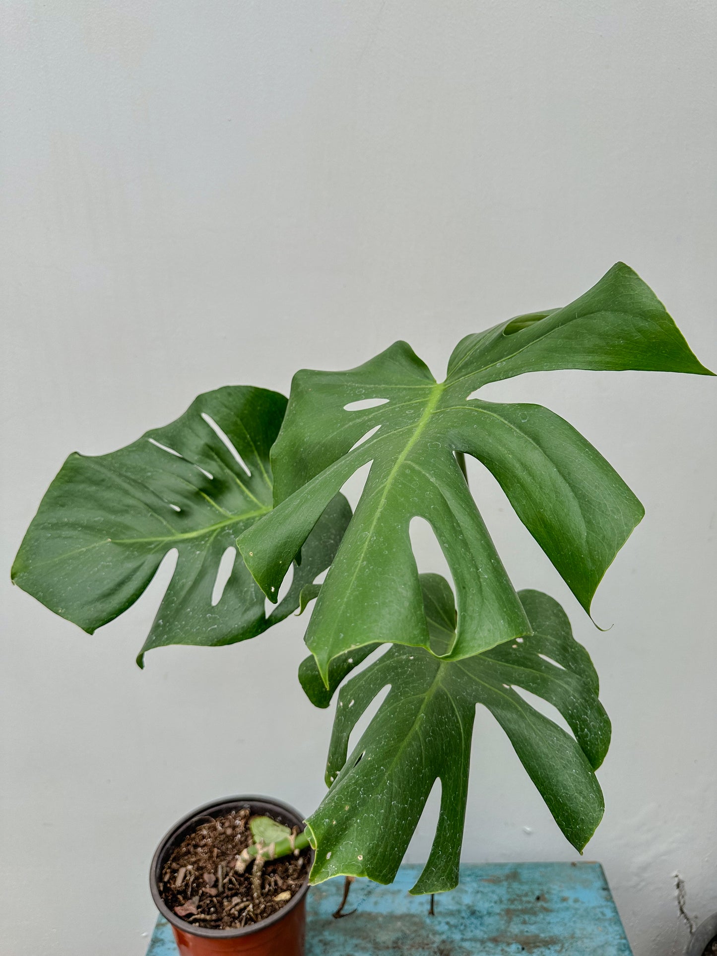 Monstera deliciosa