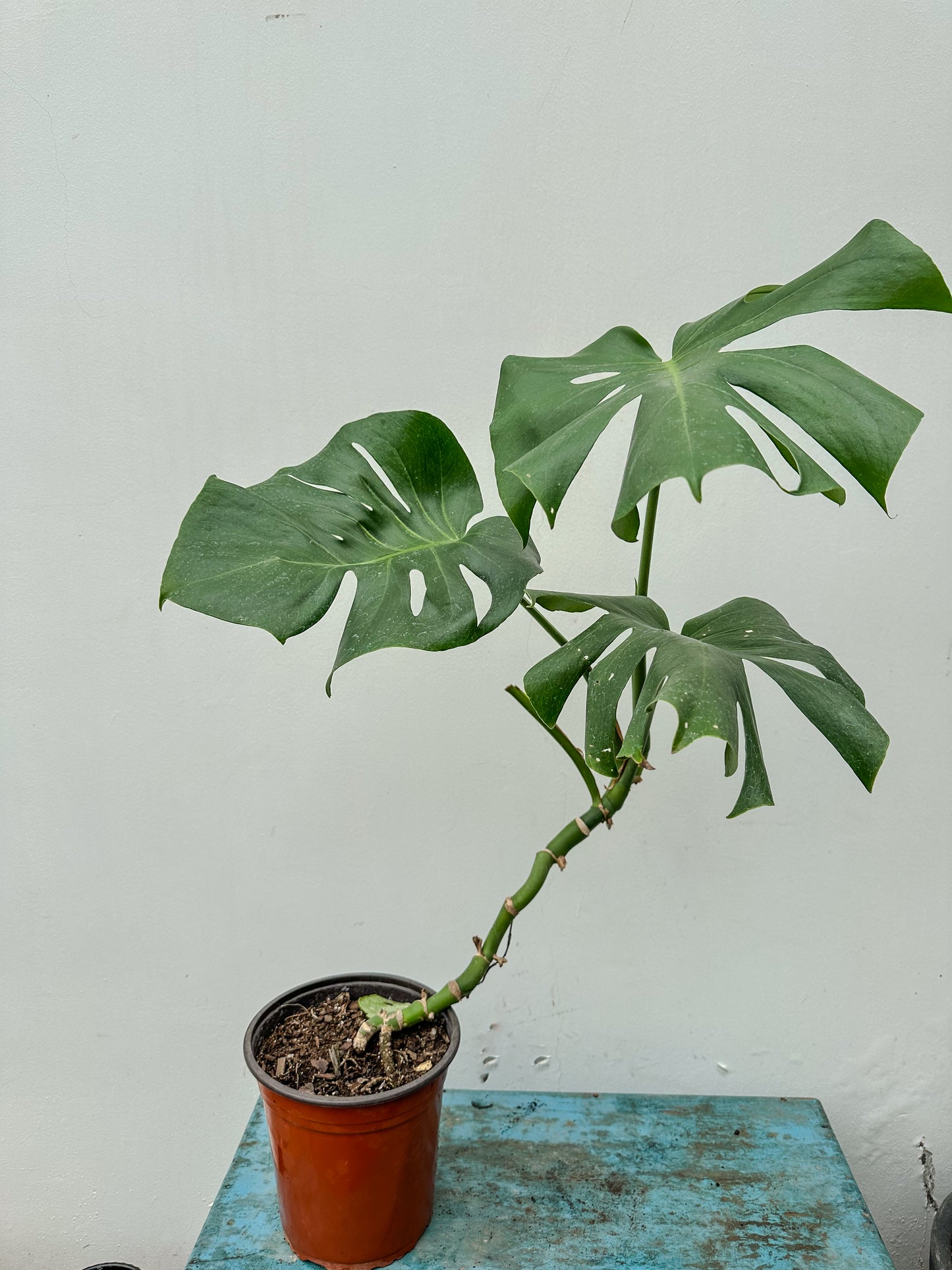 Monstera deliciosa