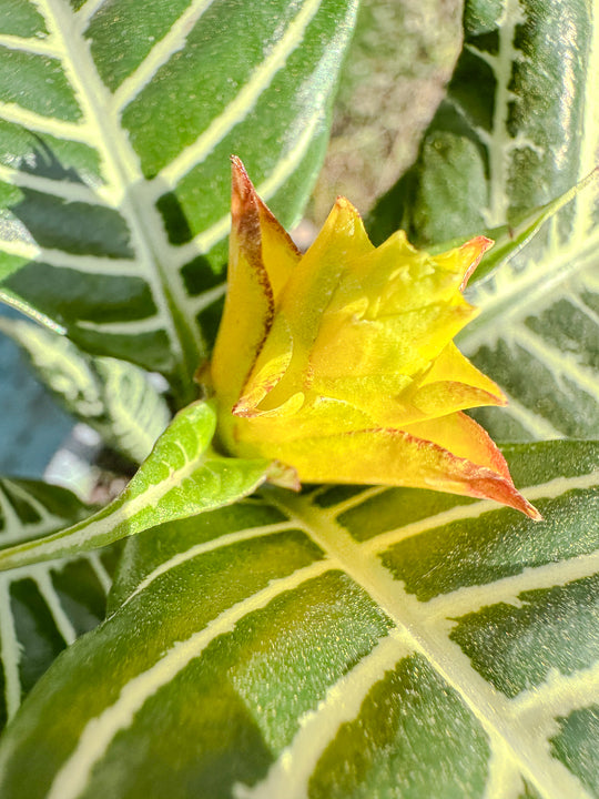 Aphelandra ( 12cm)