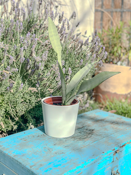 Sanservieria Moonshine