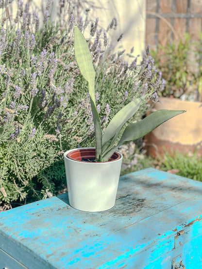 Sanservieria Moonshine