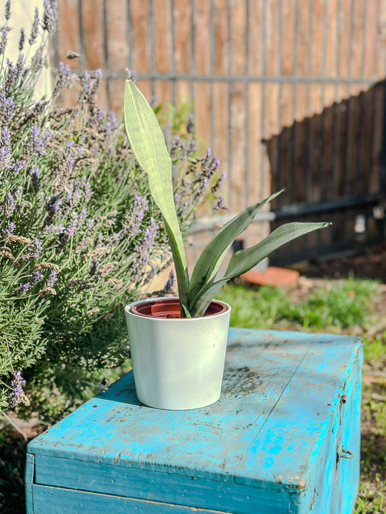 Sanservieria Moonshine