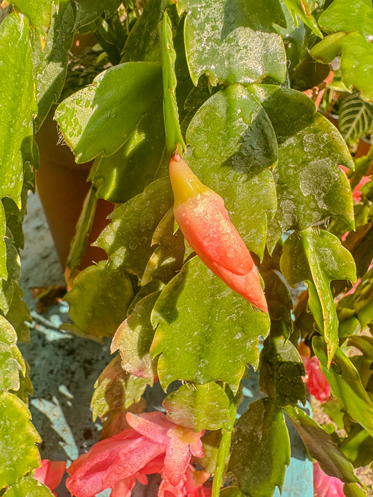 Schlumbergera (Pata de Jaiba)