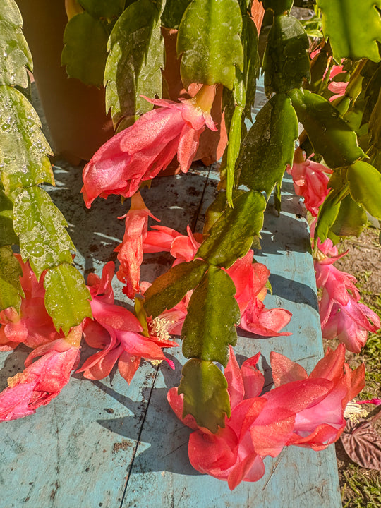 Schlumbergera (Pata de Jaiba)