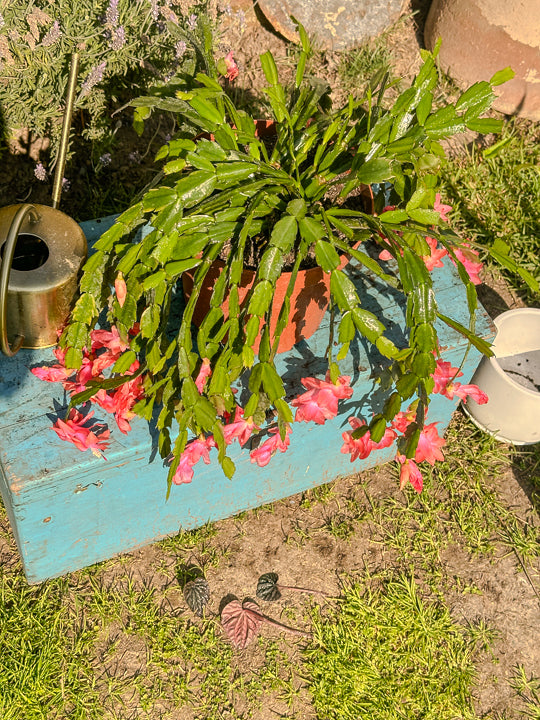 Schlumbergera (Pata de Jaiba)