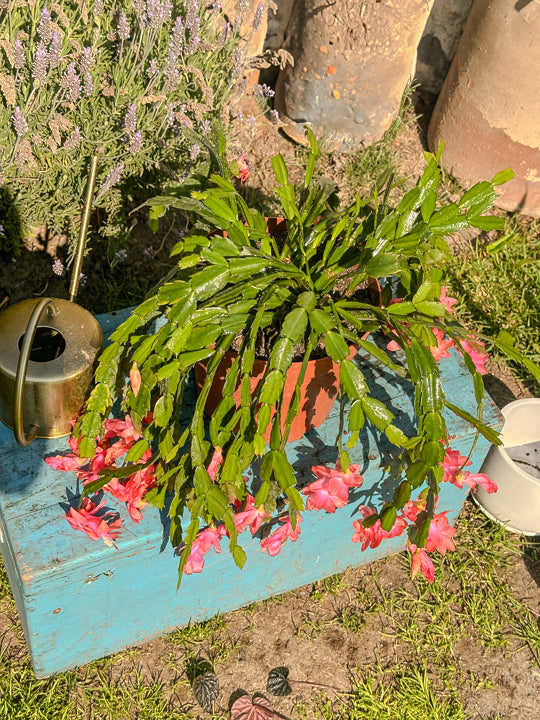 Schlumbergera (Pata de Jaiba)