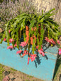 Schlumbergera (Pata de Jaiba)