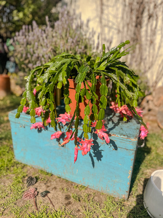 Schlumbergera (Pata de Jaiba)