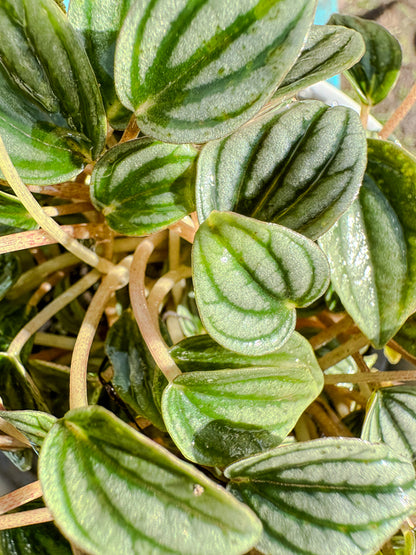 Peperomia Napoli