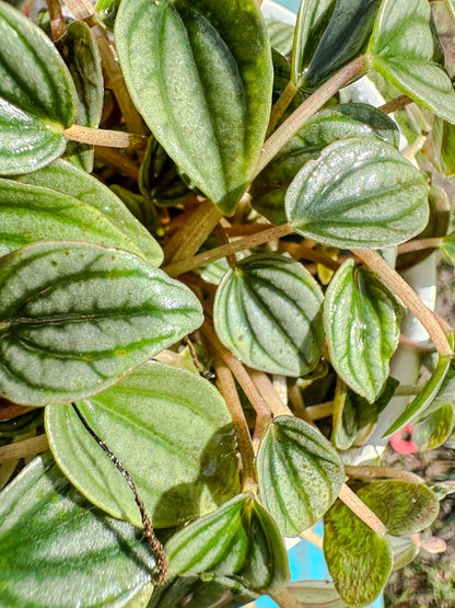 Peperomia Napoli