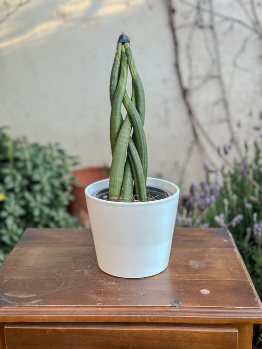 Sansevieria Tubular Trenzada