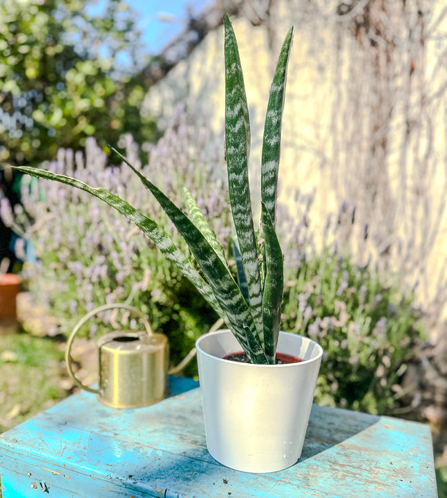 Sansevieria Zeylanica ( 47cm)