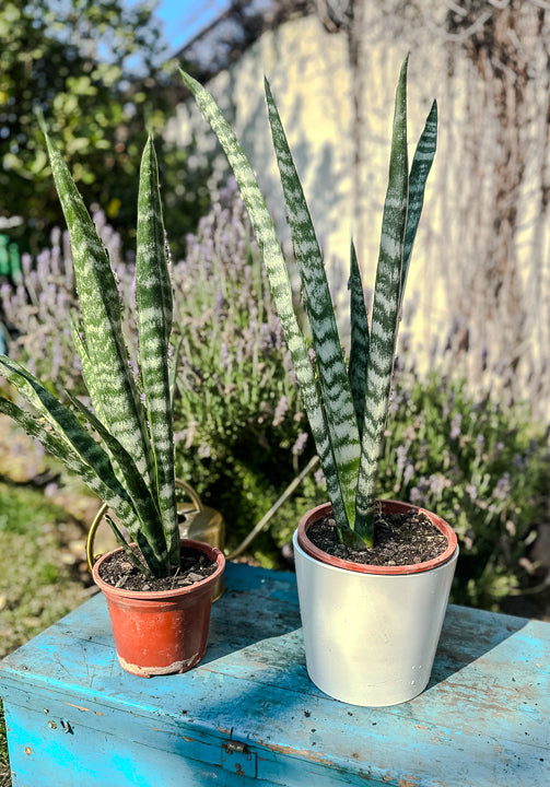 Sansevieria Zeylanica ( 47cm)