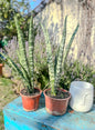 Sansevieria Zeylanica ( 47cm)