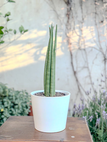 Sansevieria Cylindrica