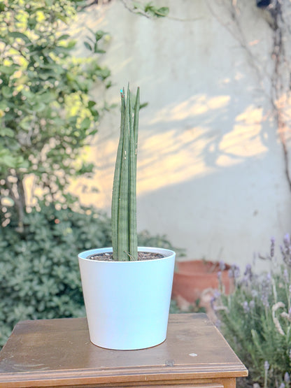 Sansevieria Cylindrica