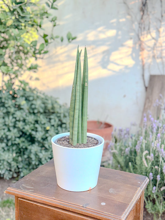 Sansevieria Cylindrica