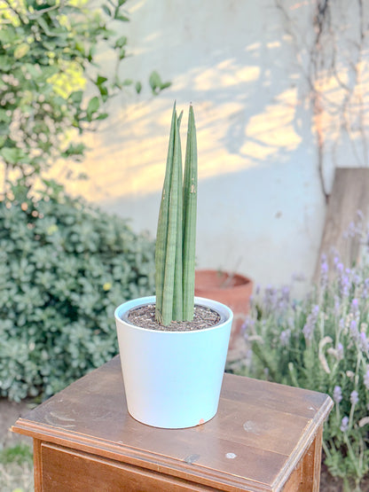 Sansevieria Cylindrica