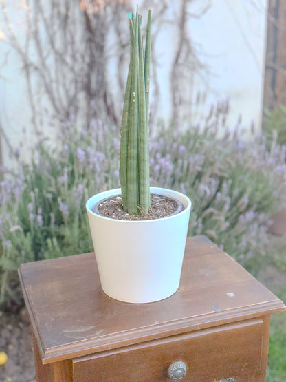 Sansevieria Cylindrica