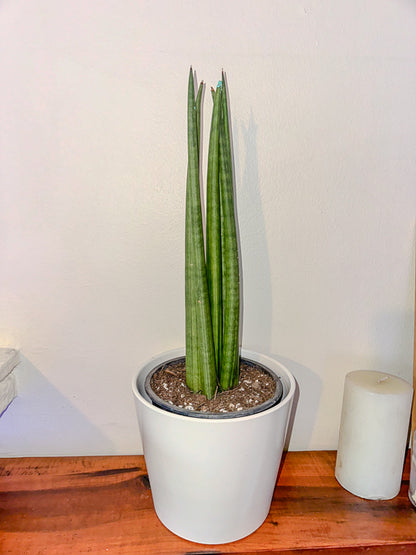 Sansevieria Cylindrica