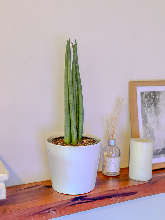 Sansevieria Cylindrica