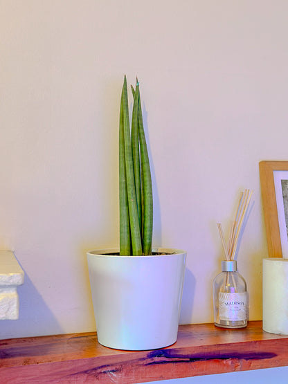 Sansevieria Cylindrica