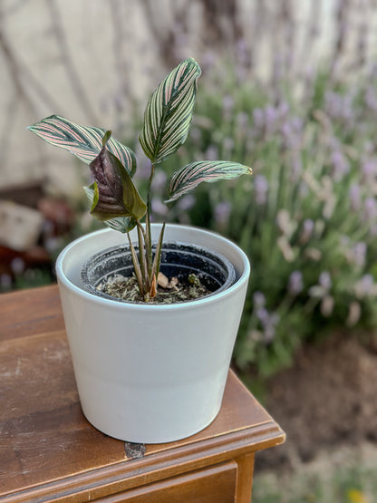 Calathea White Star