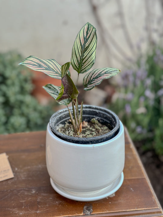 Calathea White Star