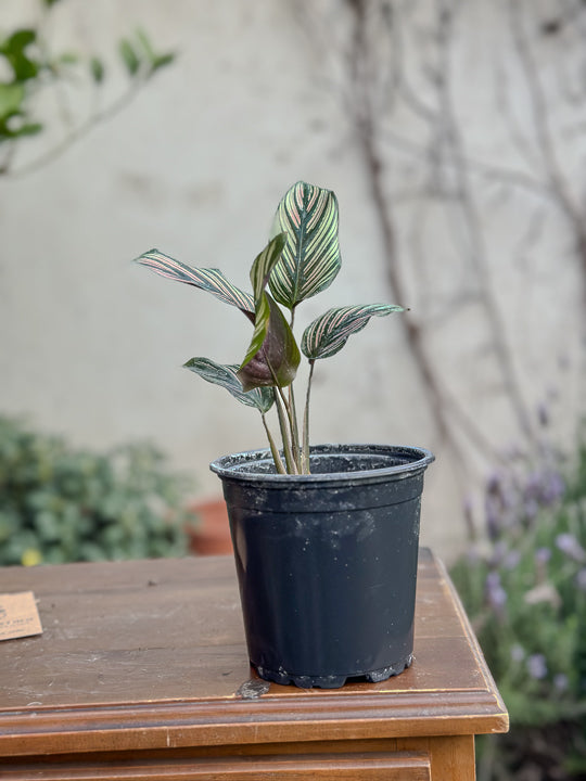 Calathea White Star