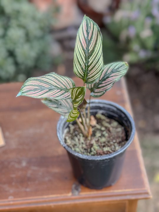 Calathea White Star