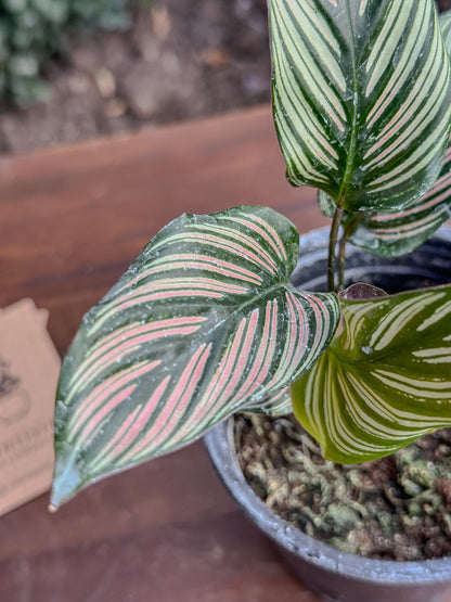 Calathea White Star