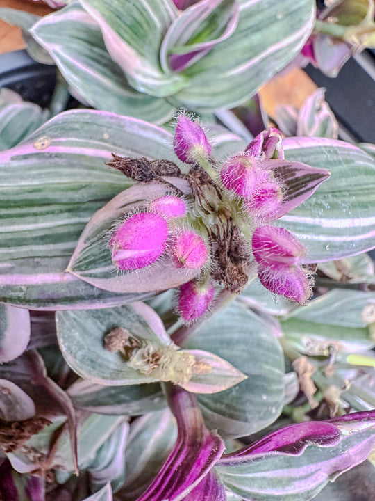 Tradescantia pink